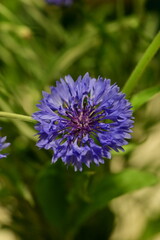 Obraz premium Close-up of Blue Cornflower Blossom – Macro Shot of Centaurea Cyanus