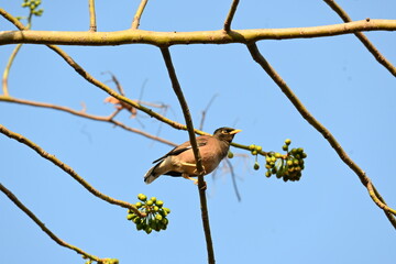 Indian Myna Birds on the tree branch. Its other names Common myna and mynah. This is  a bird of the starling family Sturnidae. This is a group of passerine birds which are especially India. 