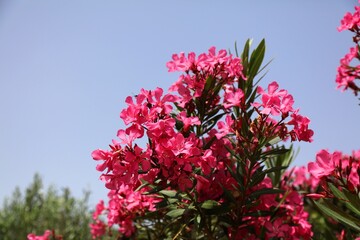 Pink oleander flowers in Croatia