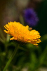 Close-up view of a vibrant yellow garden flower in full bloom. 