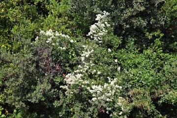 Clematis flammula, fragrant virgin's bower