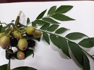 The fresh raw carry leaves are an indispensable part of Indian cuisine and Indian traditional...