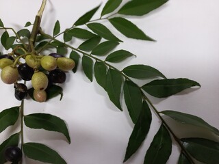 The fresh raw carry leaves are an indispensable part of Indian cuisine and Indian traditional...