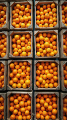 Wooden crates filled with fresh Mandarins arranged in neat rows. Natural orange mandarin fruit, fresh garden harvest in winter.