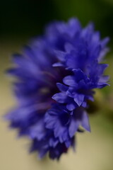 Fototapeta premium Close-up of Blue Cornflower Blossom – Macro Shot of Centaurea Cyanus