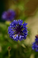 Close-up of Blue Cornflower Blossom – Macro Shot of Centaurea Cyanus