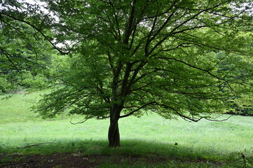 Baum im Laubachtal