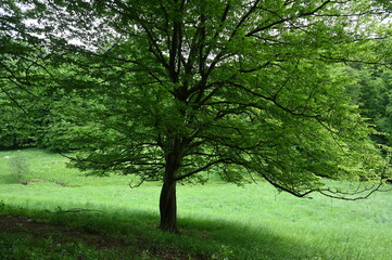 Fototapeta premium Baum im Laubachtal