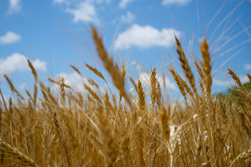 Vibrant close-up of mature golden wheat ears in a vast field under a bright blue sky with soft white clouds, symbolizing abundance, nature, and growth.