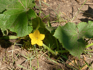 Vibrant Yellow Cucumber Flower Blooming Amidst Green Leaves and Dry Soil