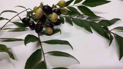 The fresh raw carry leaves are an indispensable part of Indian cuisine and Indian traditional...