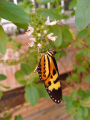 Melinaea Butterfly