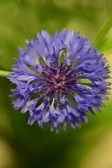 Close-up of Blue Cornflower Blossom – Macro Shot of Centaurea Cyanus
