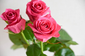 Obraz premium ピンクのばら