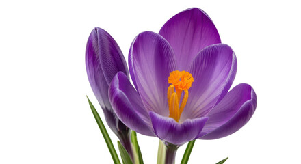 Naklejka premium Close up of a vibrant purple crocus flower with delicate petals and bright orange stamen isolated on transparent background