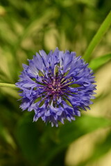 Fototapeta premium Close-up of Blue Cornflower Blossom – Macro Shot of Centaurea Cyanus