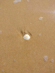 Lonely shell on the beach.