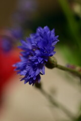 Close-up of Blue Cornflower Blossom – Macro Shot of Centaurea Cyanus