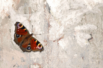 Kleiner Schmetterling auf einer alten Wand mit Textfreiraum: Pfauenauge