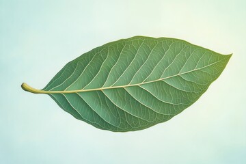 Close up of a walnut tree leaf displaying intricate venation patterns against a soft light blue backdrop, highlighting its elegant form and natural beauty