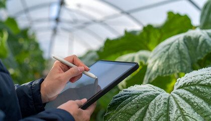 Close View of Frosted Leaf Crests and Ridges in Greenhouse Setting