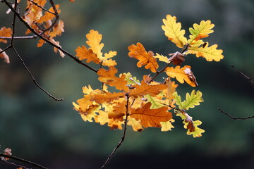 Obraz premium Eichenblätter im Herbst
