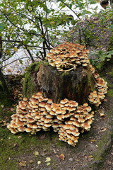 Baumstumpf mit Pilzen