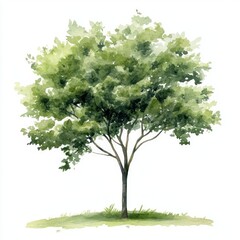 Green tree illustration watercolor painting.