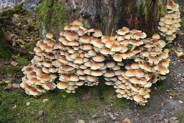 Baumstumpf mit Pilzen