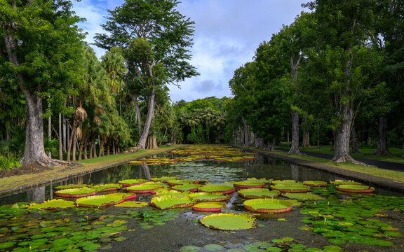  Pamplemousses, Mauritius - 25th June 2025 : A view of giant water lilies at the Sir Seewoosagur Ramgoolam Botanic Garden