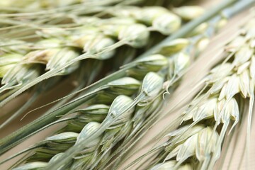 Many green wheat spikes on beige background, closeup