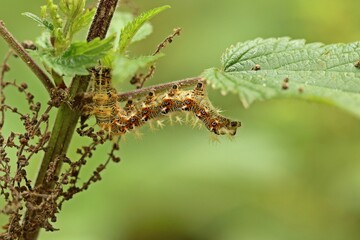 Raupe des C-Falters (Polygonia c-album) an Großer Brennnessel (Urtica dioica)
