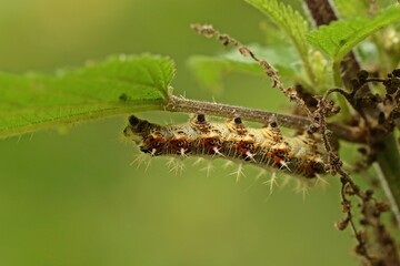 Raupe des C-Falters (Polygonia c-album) an Großer Brennnessel (Urtica dioica)