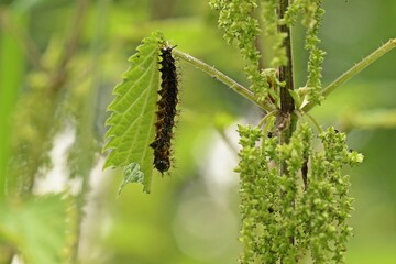 Raupe des Landkärtchens (Araschnia levana) an Brennnessel (Urtica dioica)