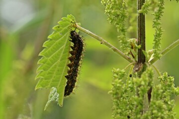 Raupe des Landkärtchens (Araschnia levana) an Brennnessel (Urtica dioica)