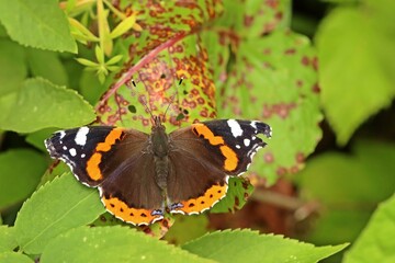 Admiral (Vanessa atalanta)
 auf rot geflecktem Blatt