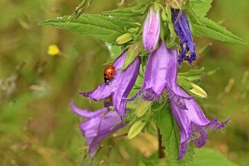 Siebenpunkt-Marienkäfer (Coccinella septempunctata) auf Nesselblättriger Glockenblume (Campanula trachelium)