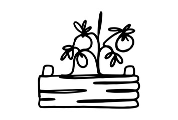 A grown tomato in a wooden box, drawn in line art style with one line.