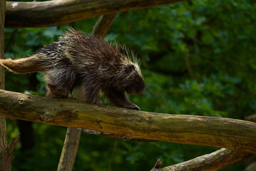 Collection of photos of animals and marine