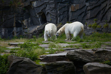 Collection of photos of animals and marine