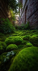 Obraz premium Lush green moss covers rocks in a natural setting