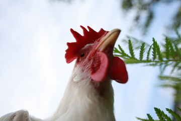 large portrait of white chicken searching for insects in grass