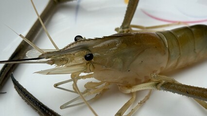Close up shows detailed texture of a large fresh water shrimp on white