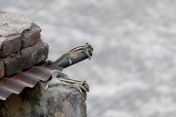 Adorable Squirrels Perched on Rusty Metal Roof
