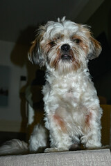 A white Shih Tzu dog poses for the camera. This animal portrait was taken in the living room with a flash.