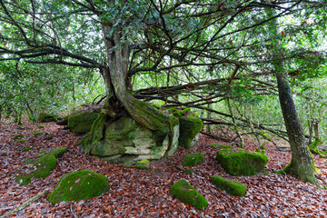 European yew (Taxus baccata) on Monte Hijedo. Deciduous forest between Burgos and Cantabria....