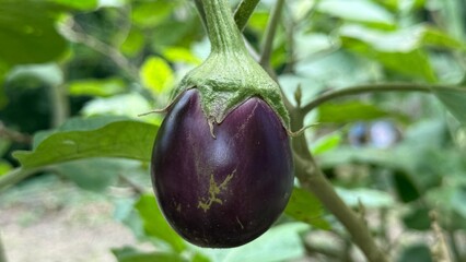 Single vibrant eggplant hangs beautifully amidst verdant leaves, showcasing nature's simple...