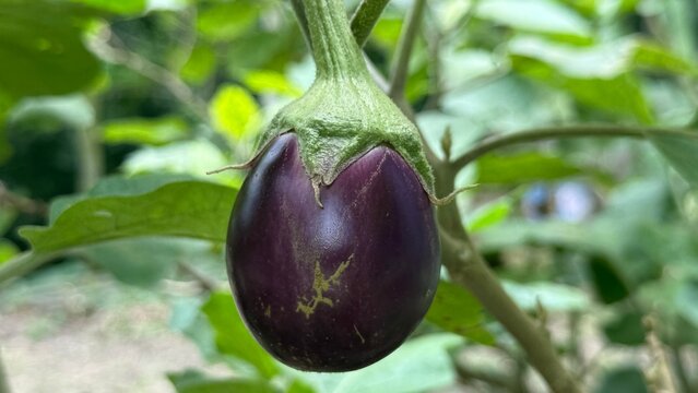 Single vibrant eggplant hangs beautifully amidst verdant leaves, showcasing nature's simple elegance in agriculture