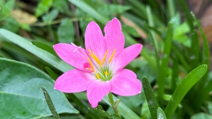 Obraz premium Vibrant pink rain lily blooms beautifully among lush green leaves in natural light