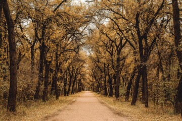 Fototapeta premium Autumnal path through a golden-leafed woodland